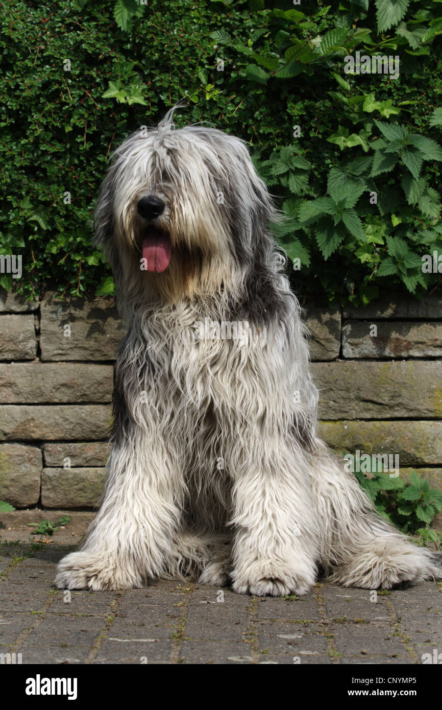 Bergamasco Shepherd Dog (Canis lupus f. familiaris), sitting in front of a wall Stock Photo