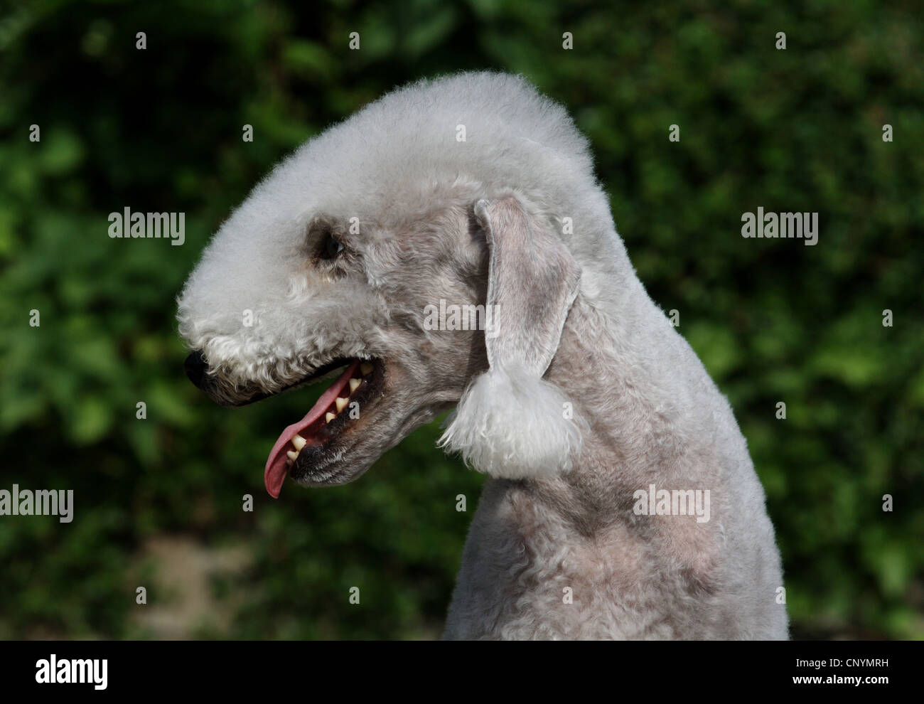 Bedlington Terrier (Canis lupus f. familiaris), portrait, side view Stock Photo