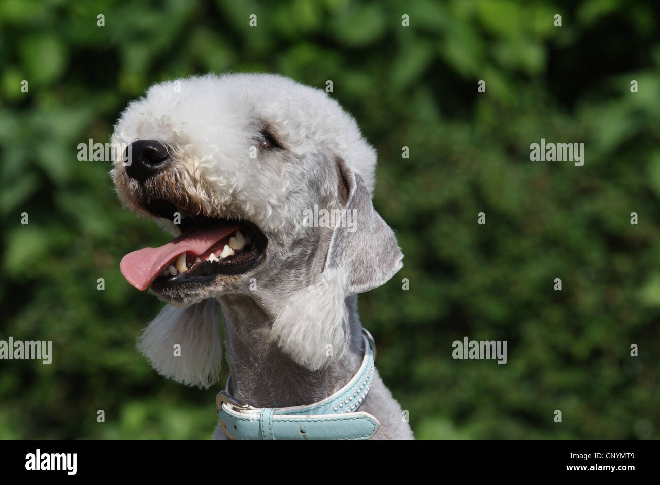 Bedlington Terrier (Canis lupus f. familiaris), portrait Stock Photo