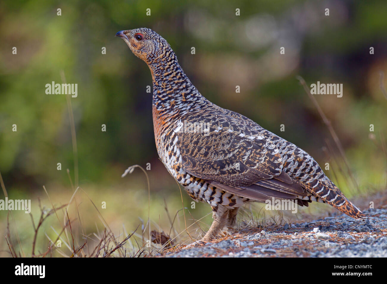 Jinsiy orgiya video Jimmi Neytron pornosining jinsiy aloqa multfilmlari