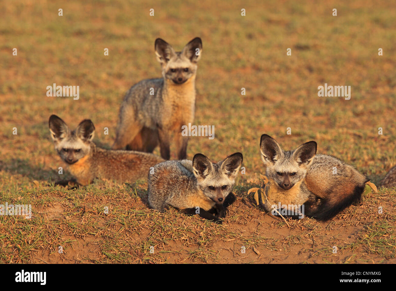 Bat eared foxes in a dry meadow hires stock photography and images Alamy