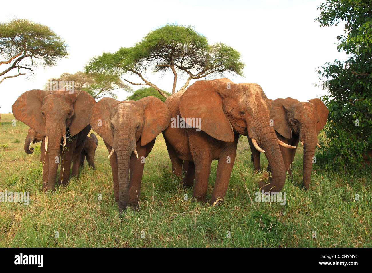 African savannah elephant, African elephant (Loxodonta africana oxyotis), herd of elephants walking in high gras, Tanzania, Tarangire National Park Stock Photo