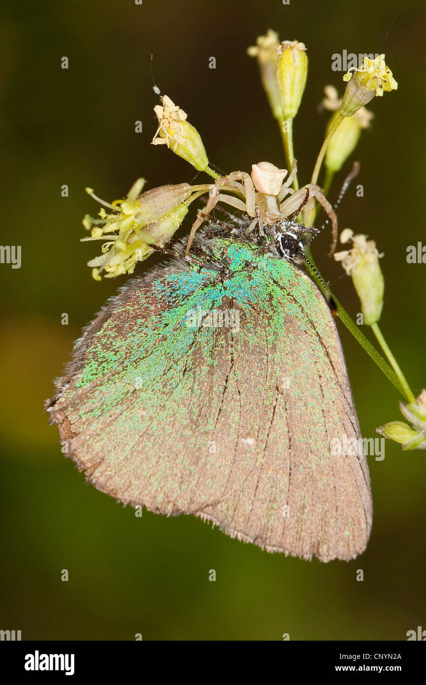 Crab Spider (Thomisus onustus), on a flower with caught Green hairstreak, Callophrys rubi, Germany Stock Photo