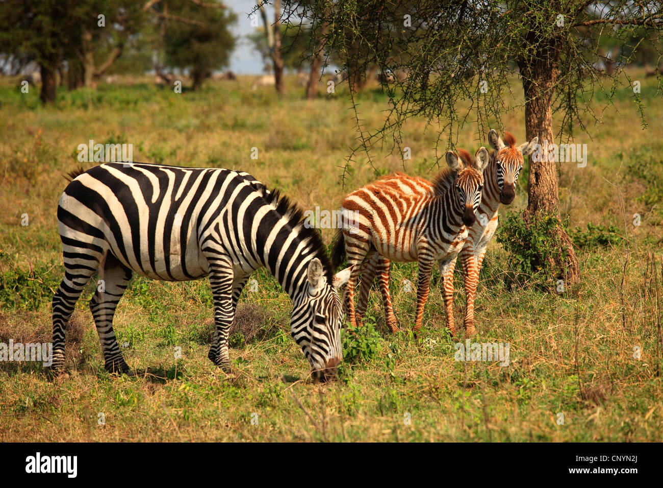 Boehm's zebra,  Grant's zebra (Equus quagga boehmi, Equus quagga granti), eating zebra standing with juveniles in a meadow, Tanzania, Ngorongoro Conservation Area Stock Photo