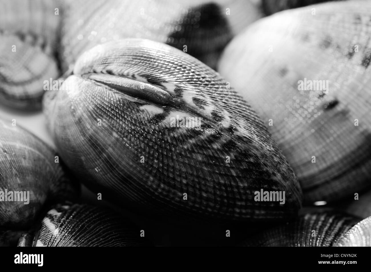 Mussel chowder gourmet seafood Black and White Stock Photos & Images ...