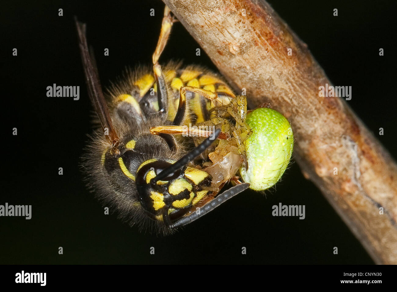 common wasp (Vespula vulgaris, Paravespula vulgaris), feeding on a caught spider, Germany Stock Photo