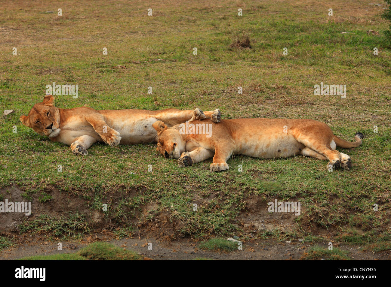 lion (Panthera leo), two sleeping lions , Tanzania, Ngorongoro Conservation Area Stock Photo