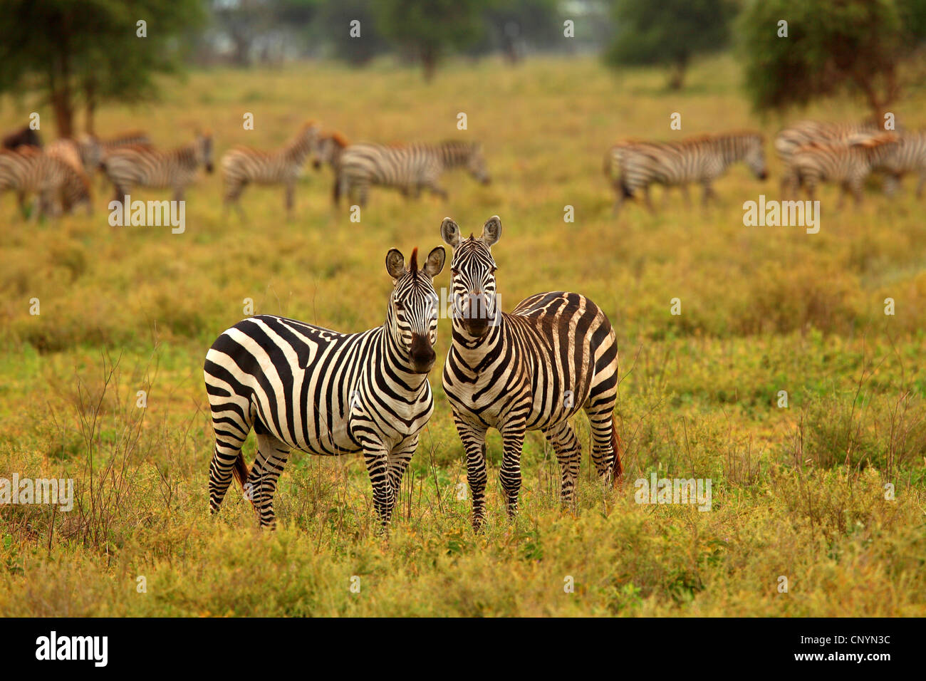 Boehm's zebra,  Grant's zebra (Equus quagga boehmi, Equus quagga granti), two zebras standing in savannah, Tanzania, Serengeti Stock Photo