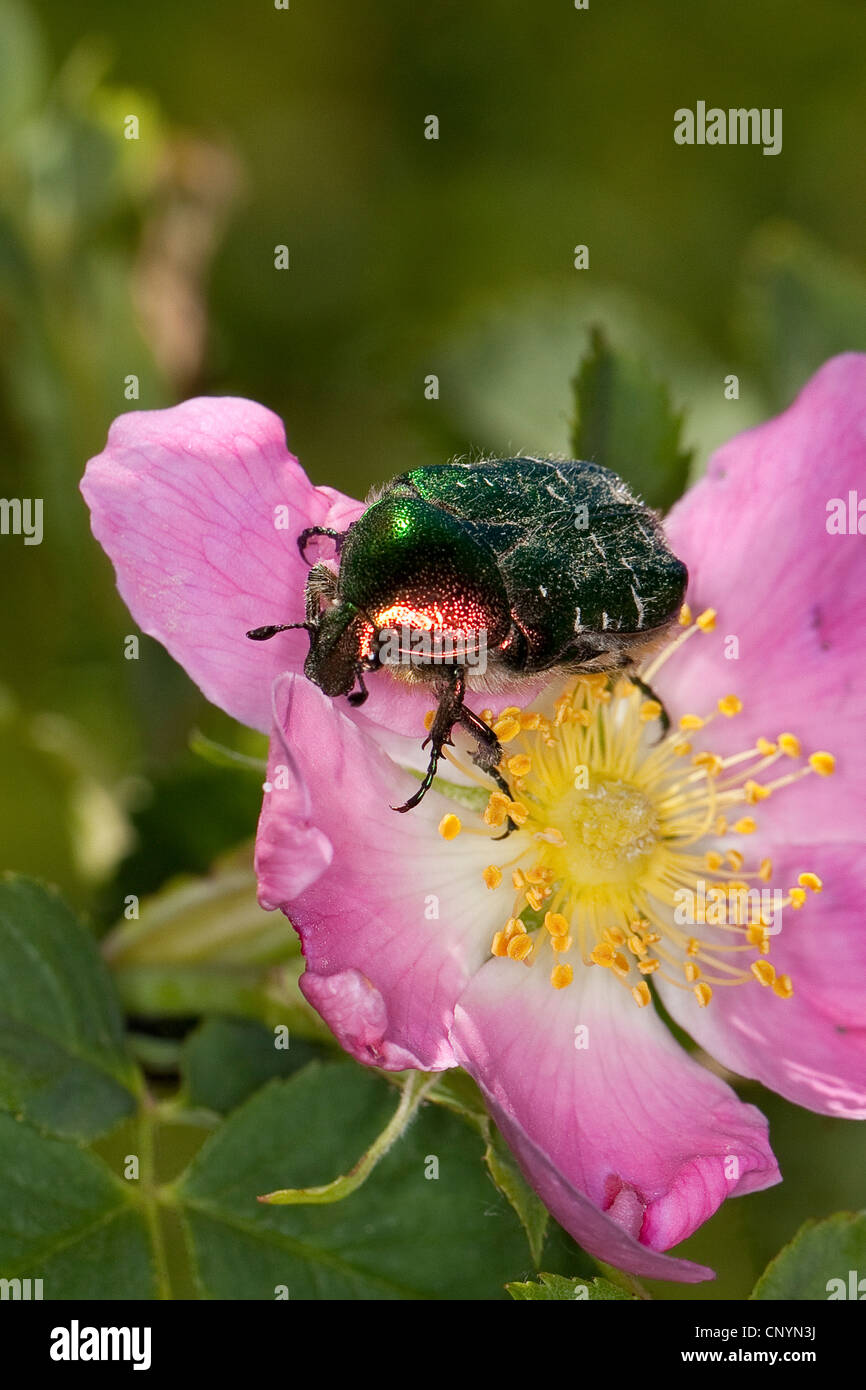 rose chafer (Cetonia aurata), on a rose, Germany Stock Photo