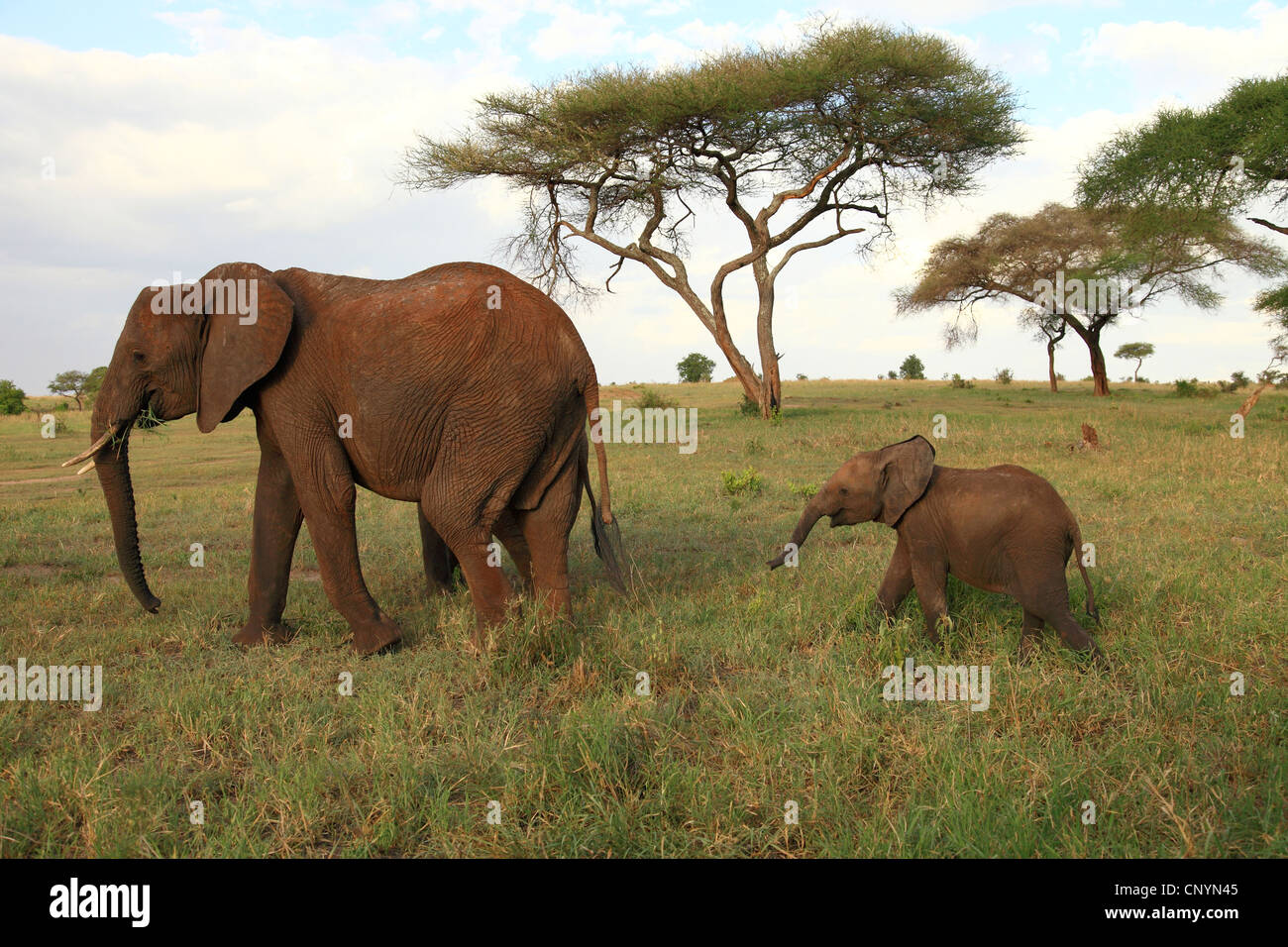 African elephant (Loxodonta africana), cow with young animal walking across savannah, Tanzania, Tarangire National Park Stock Photo