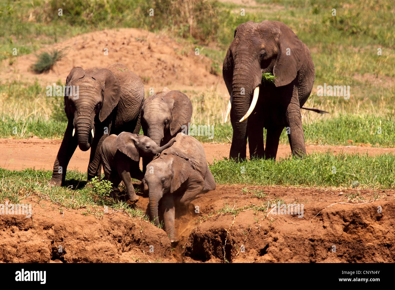 African savannah elephant, African elephant (Loxodonta africana oxyotis), pups playing on a little bay, mum feeding on grass, Tanzania, Tarangire National Park Stock Photo