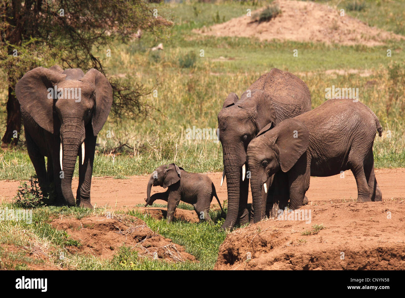 African savannah elephant, African elephant (Loxodonta africana oxyotis), herd with young animals standing at a little bay, Tanzania, Tarangire National Park Stock Photo