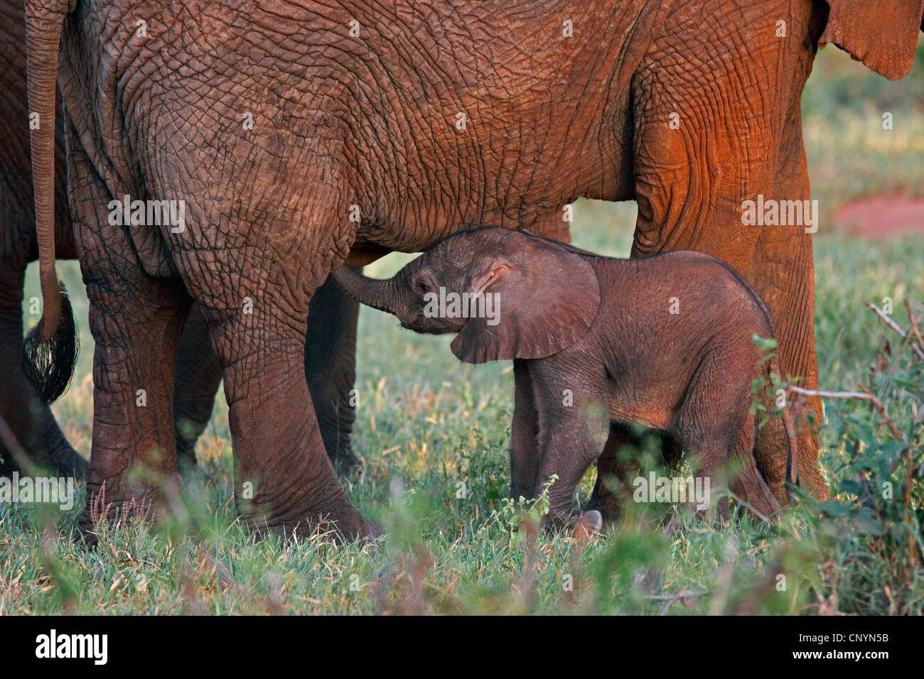 African savannah elephant, African elephant (Loxodonta africana oxyotis), young elephant drinking out the udder of their mum, Tanzania, Tarangire National Park Stock Photo