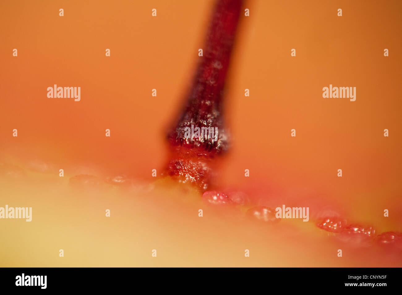 Venus Flytrap, Venus's Flytrap, Venus' Flytrap, Venus Fly Trap, Venus's Fly Trap, Venus' Fly Trap, Fly-Trap (Dionaea muscipula), trigger hairs on the inner surface of a leaf trap, hinge at the base Stock Photo