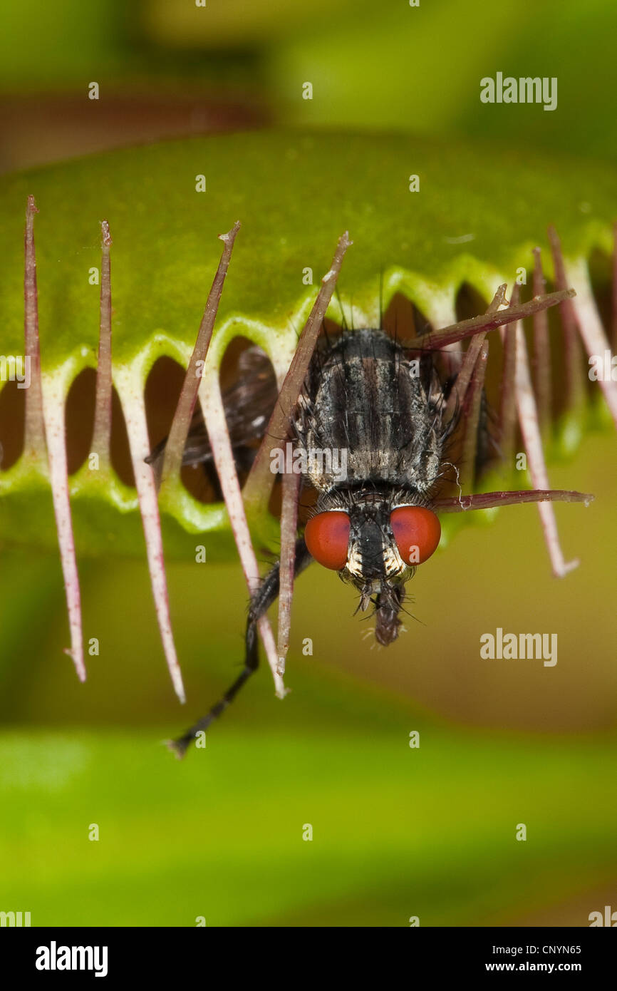 Venus Flytrap, Venus's Flytrap, Venus' Flytrap, Venus Fly Trap, Venus's