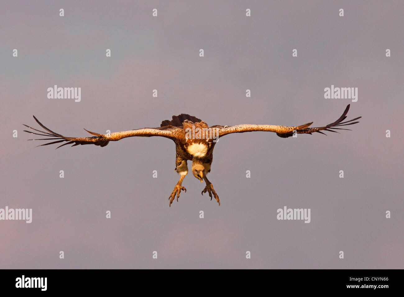 Ruppel's griffon, Rueppells griffon vulture (Gyps rueppelli), Ruppel's ...