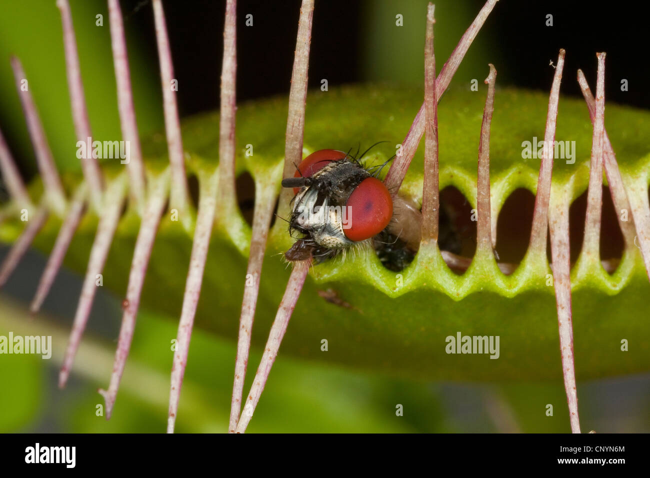 Venus Flytrap, Venus's Flytrap, Venus' Flytrap, Venus Fly Trap, Venus's Fly Trap, Venus' Fly Trap, Fly-Trap (Dionaea muscipula), closed leaf trap with caught fly Stock Photo