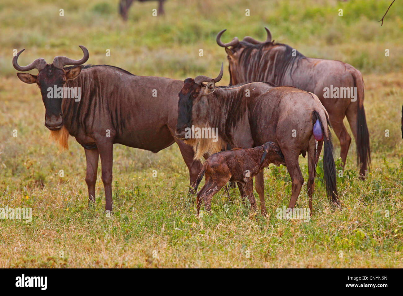 Eastern White-bearded Wildebeest (Connochaetes taurinus albojubatus), herd of gnus standing in a meadow, pup suckling from the udder of its mum, Tanzania, Ngorongoro Conservation Area Stock Photo