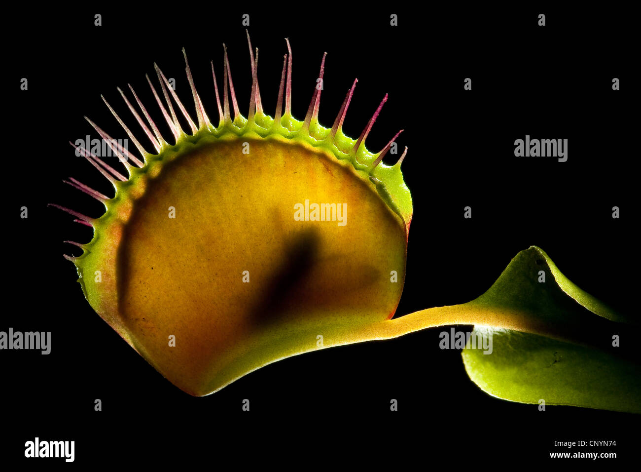 Venus Flytrap, Venus's Flytrap, Venus' Flytrap, Venus Fly Trap, Venus's Fly Trap, Venus' Fly Trap, Fly-Trap (Dionaea muscipula), closed leaf trap with caught fly Stock Photo