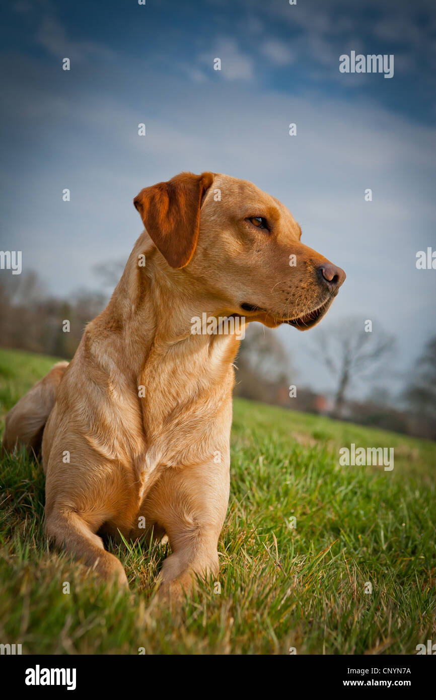 Labrador Gundog Golden, lying down on grass with blue sky Stock Photo