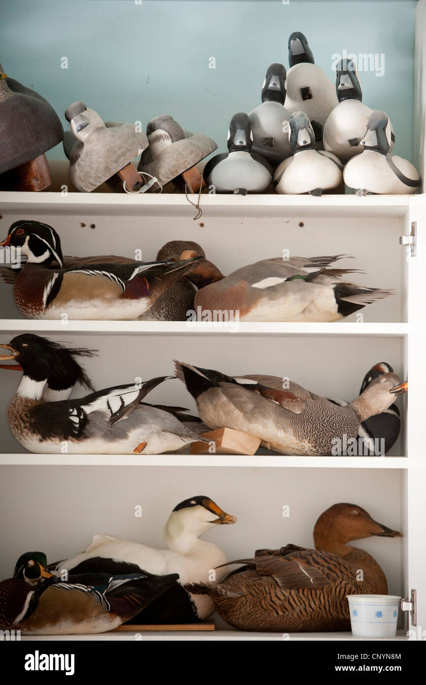 Lifelike decoy ducks wait to be used. Stock Photo