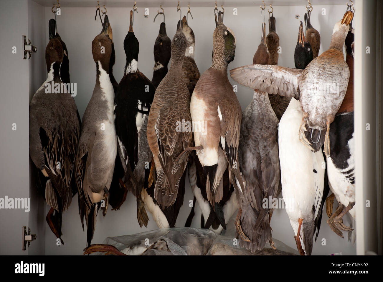 Taxidermic waterfowl hang to be used for model painting. Stock Photo