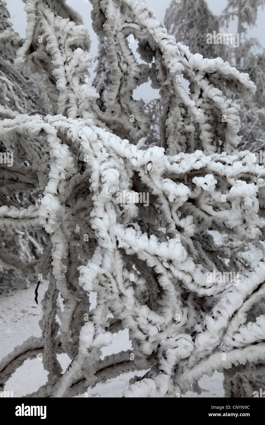 branches with hoar frost, Germany, Saxony, Erz Mountains Stock Photo