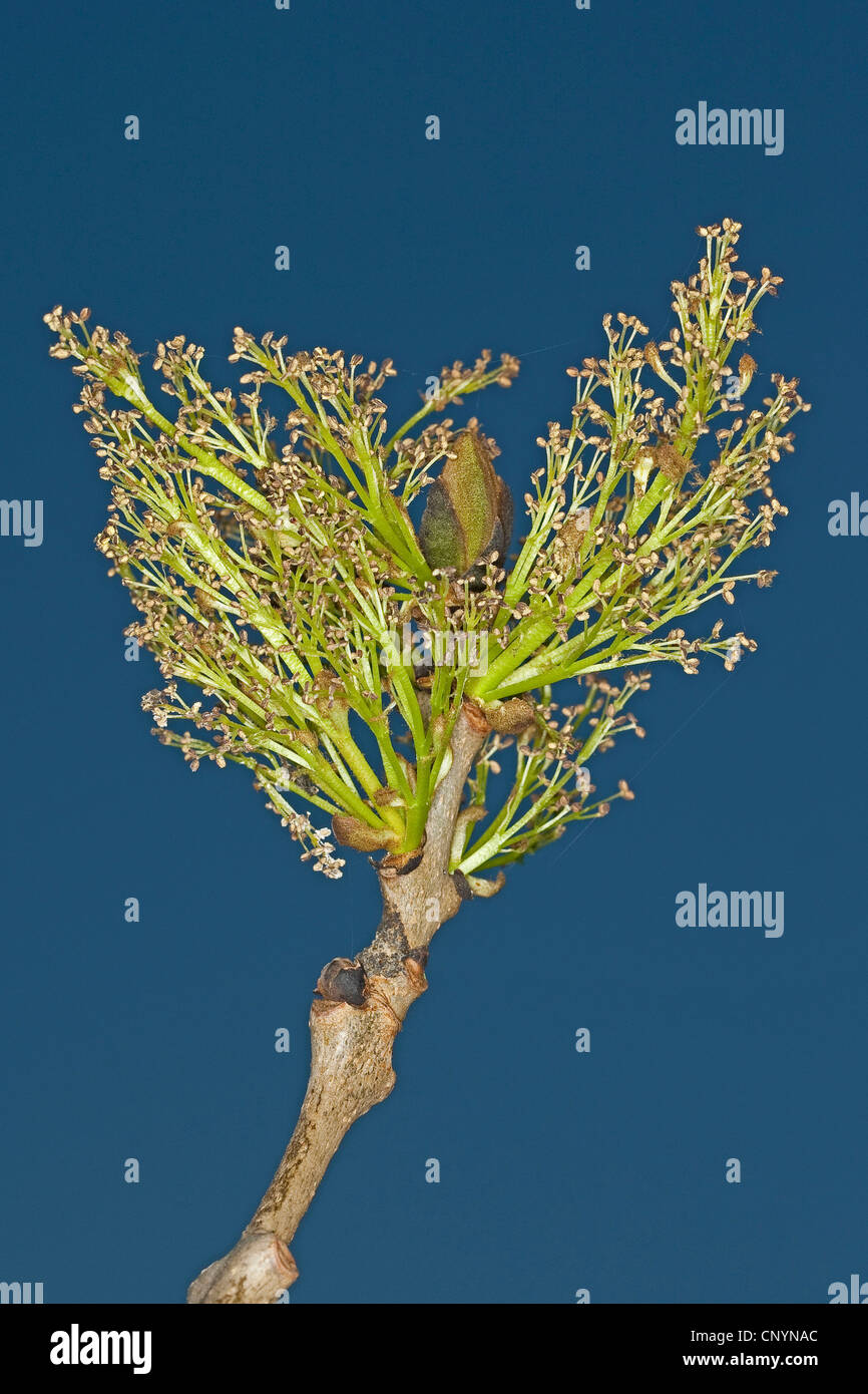 common ash, European ash (Fraxinus excelsior), buds and inflorescences, Germany Stock Photo