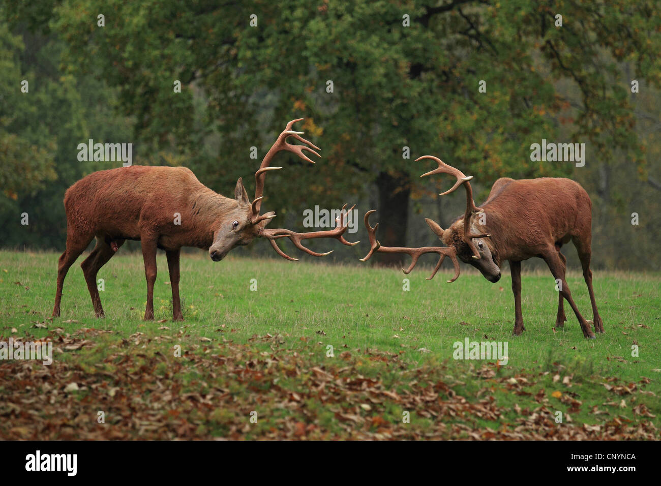 red deer (Cervus elaphus), two bulls fighting on the rutting ground, Germany Stock Photo