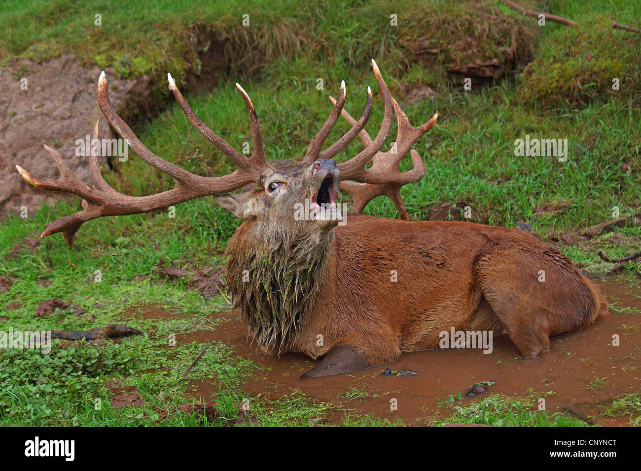 Bathing in a slop hires stock photography and images Alamy