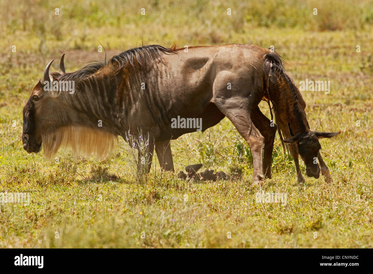 Eastern White-bearded Wildebeest (Connochaetes taurinus albojubatus), birth of a gnu, Tanzania, Ngorongoro Conservation Area Stock Photo