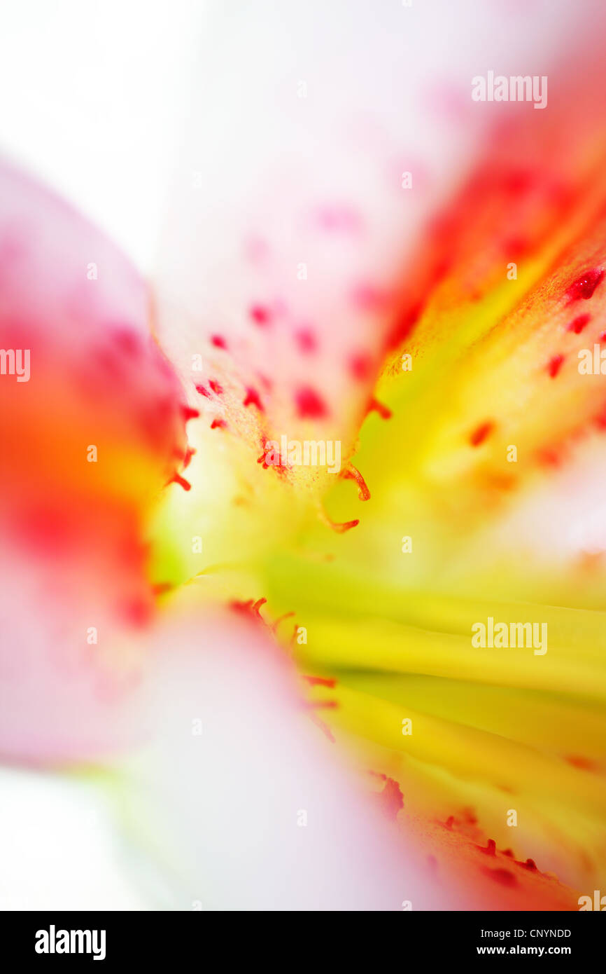 Lilium lilly lily lilium single one hires stock photography and images
