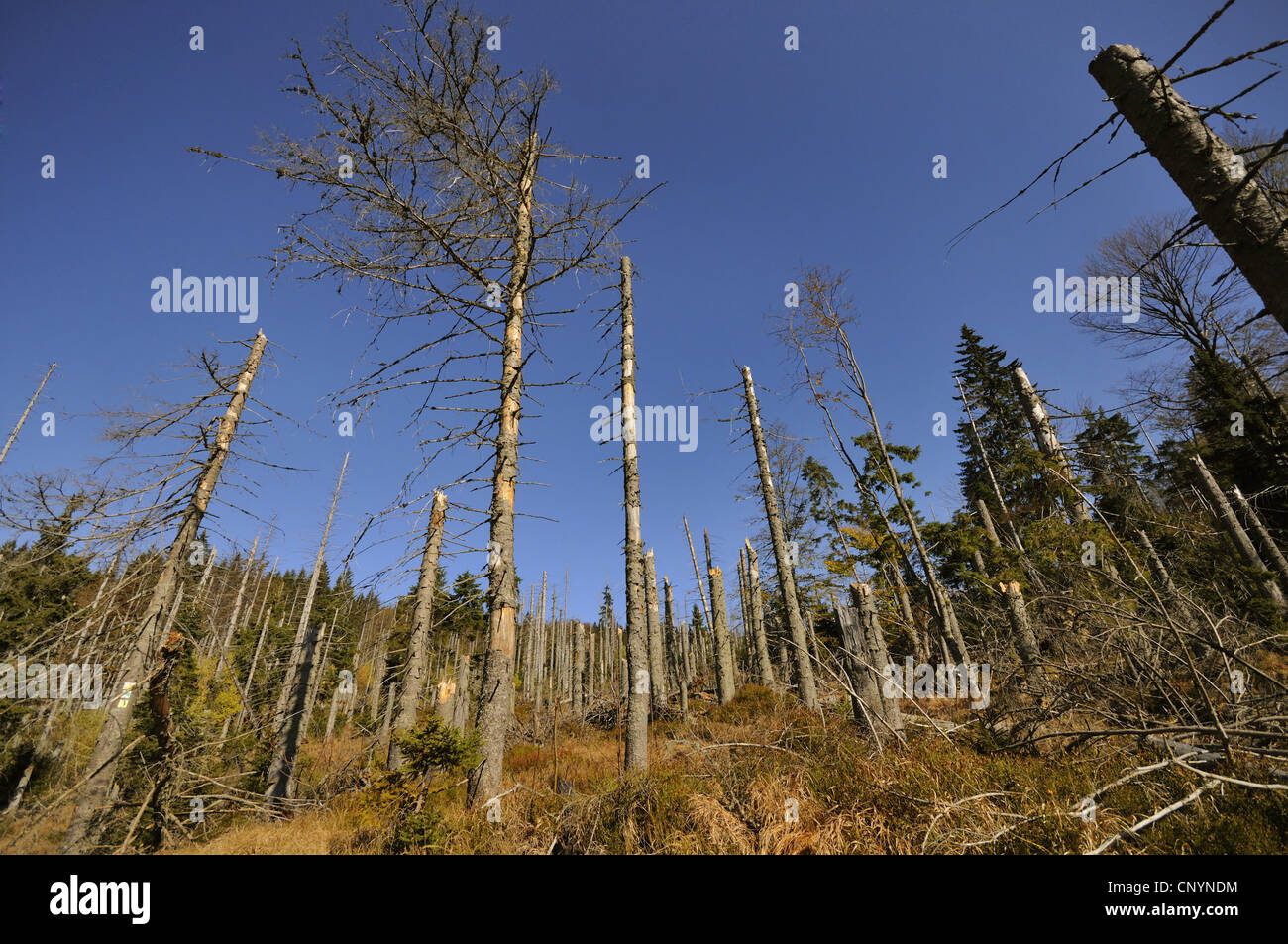 Norway spruce (Picea abies), dead spruce forest, Germany, Bavaria, Bavarian Forest National Park Stock Photo