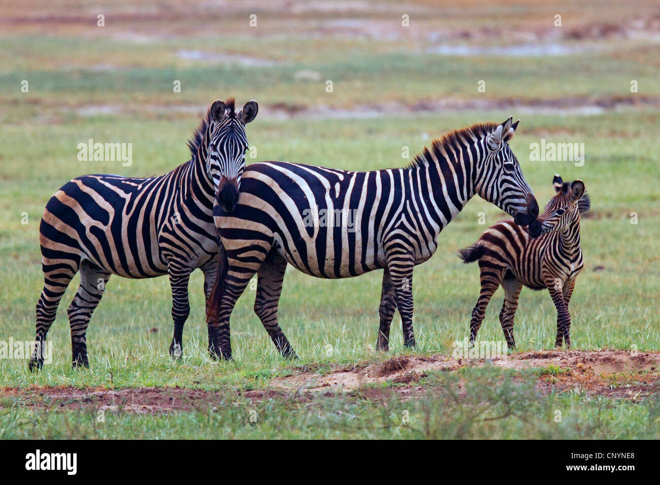Boehm s Zebra Grant s Zebra Equus Quagga Boehmi Equus Quagga Granti 