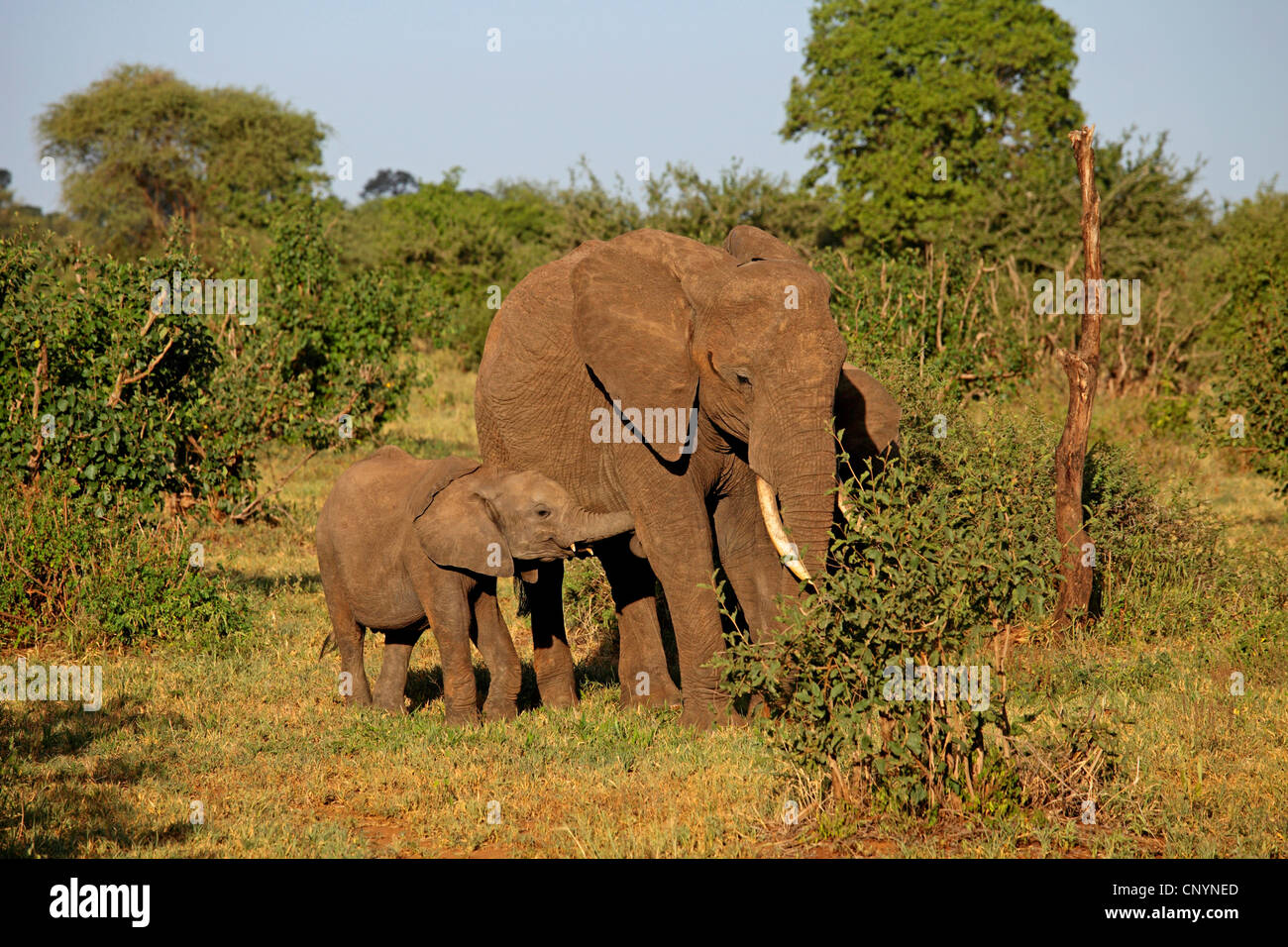 African savannah elephant, African elephant (Loxodonta africana oxyotis), two young animals playing under belly their mother, Tanzania, Tarangire National Park Stock Photo