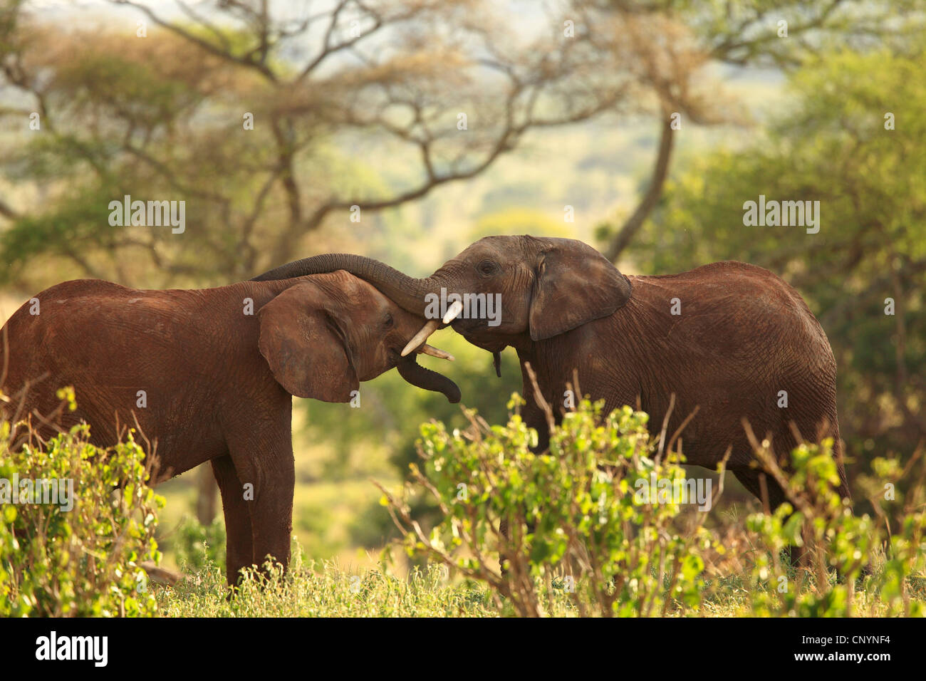 African savannah elephant, African elephant (Loxodonta africana oxyotis), young individuals playing together, Tanzania, Tarangire National Park Stock Photo