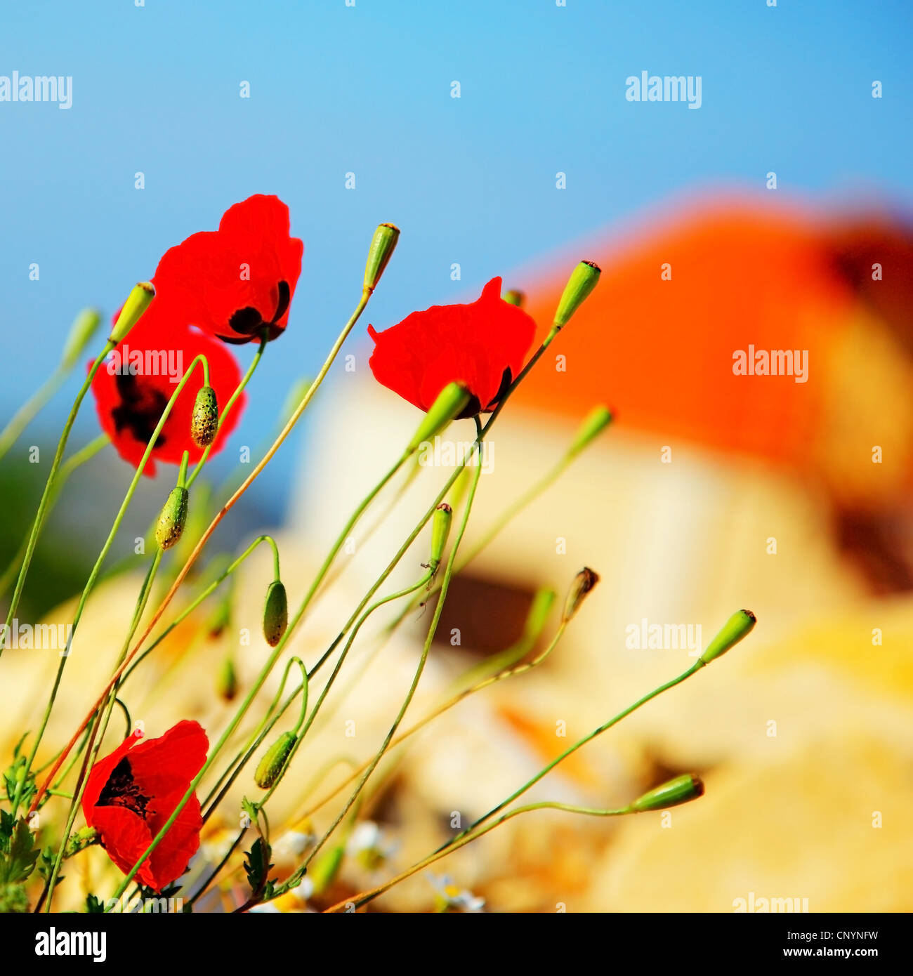 Red poppy flowers meadow over blue clear sky background Stock Photo - Alamy