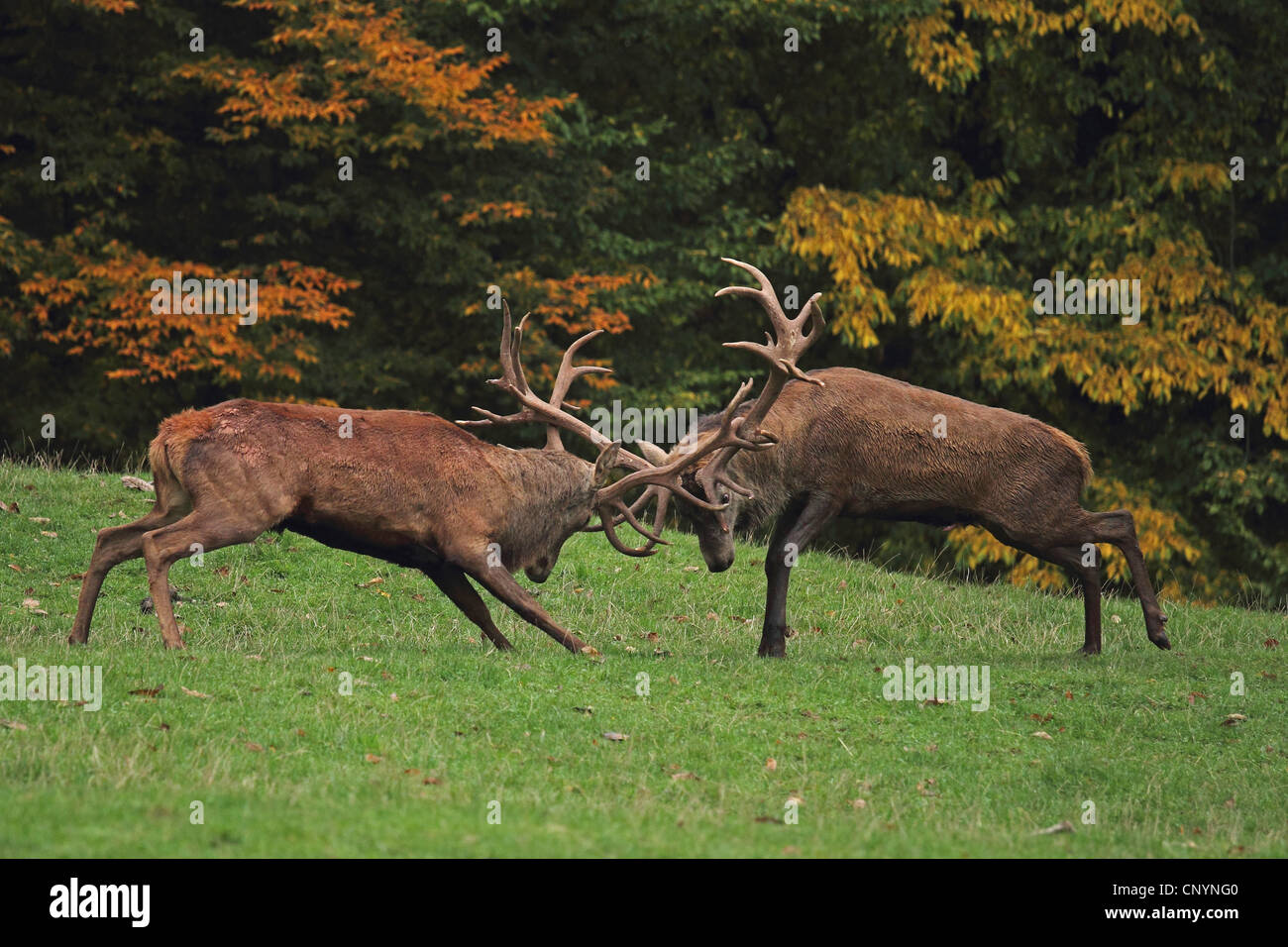 red deer (Cervus elaphus), two bulls fighting on the rutting ground, Germany Stock Photo