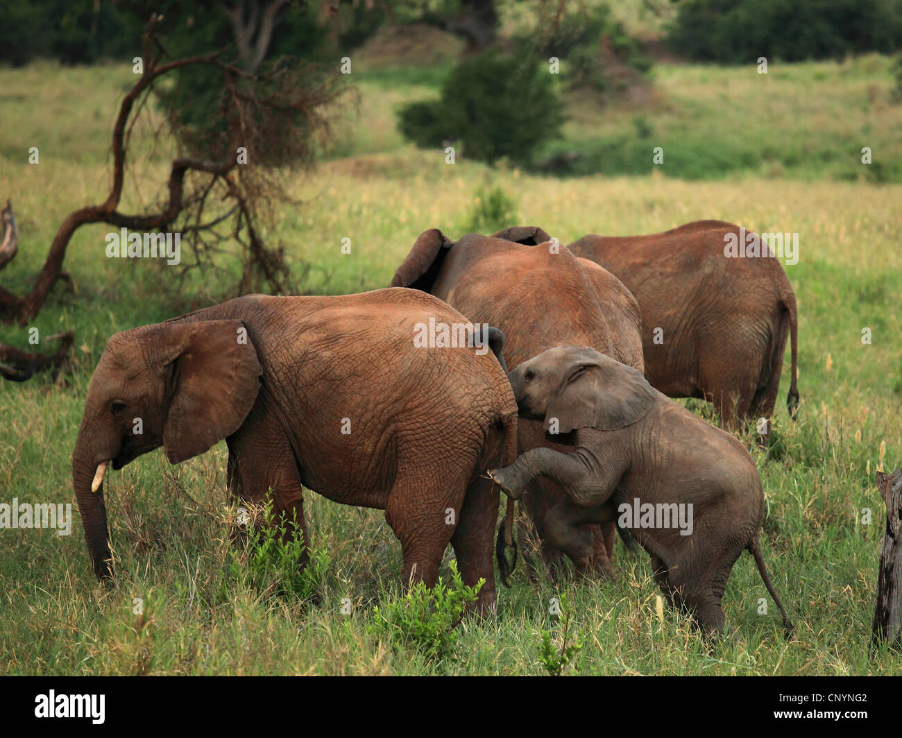 African savannah elephant, African elephant (Loxodonta africana oxyotis), herd of elephants with pup, Tanzania, Tarangire National Park Stock Photo