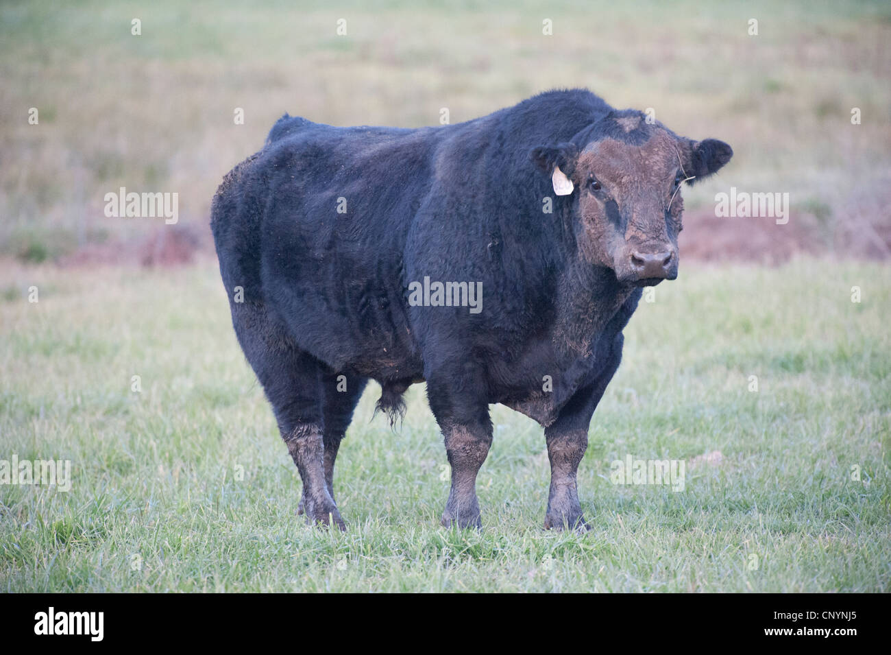 Black angus stands on green pasture Stock Photo