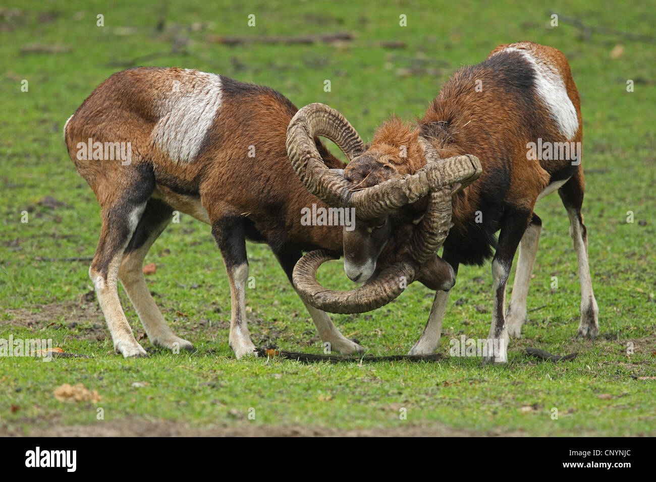 Mouflon (Ovis musimon, Ovis gmelini musimon, Ovis orientalis musimon), two rams having become entangled with the horns during a fight, Germany Stock Photo