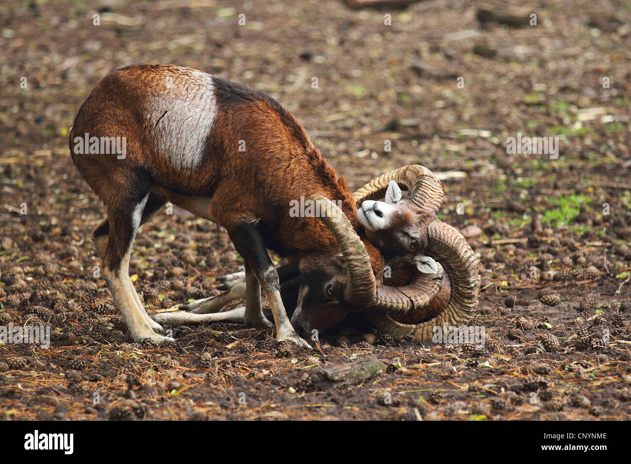 Mouflon (Ovis musimon, Ovis gmelini musimon, Ovis orientalis musimon), two rams sitting on forest ground having become entangled with the horns during a fight, Germany Stock Photo