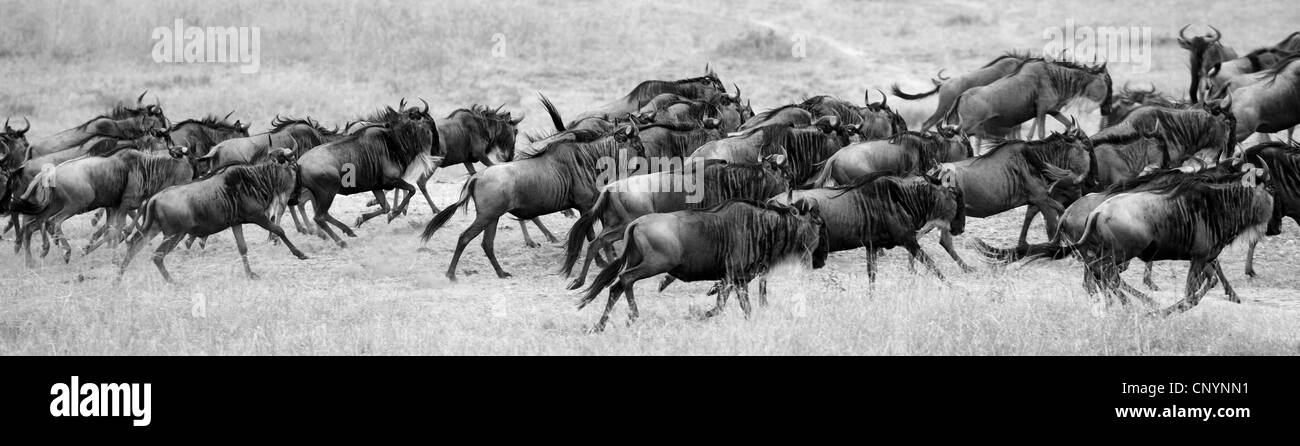 Panorama picture of a herd of wildebeests (gnoe) migrating in Kenya Masai Mara Stock Photo