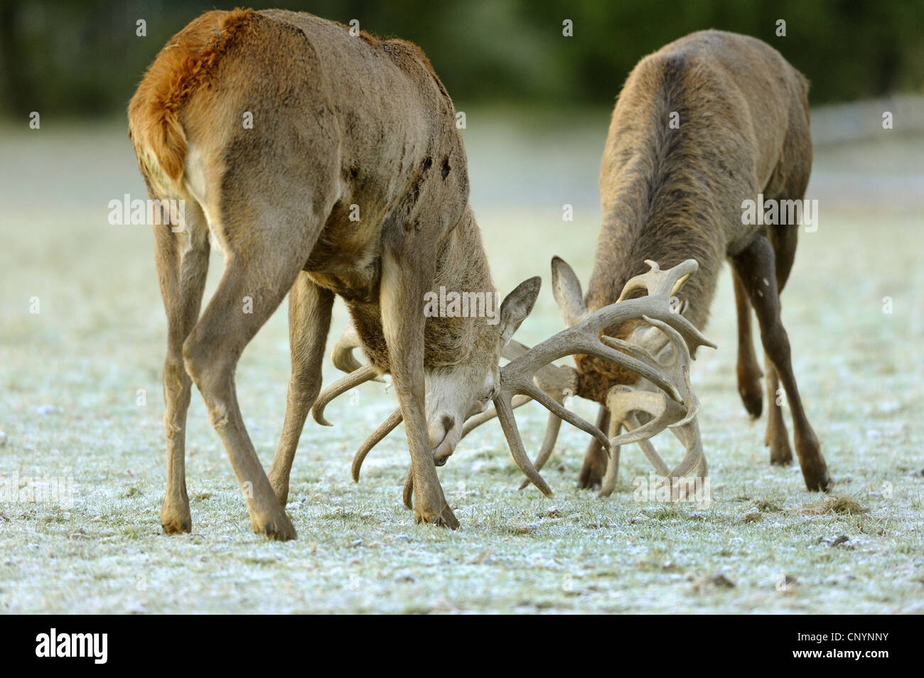 red deer (Cervus elaphus), harts at ranking fight, Germany, Bavaria Stock Photo