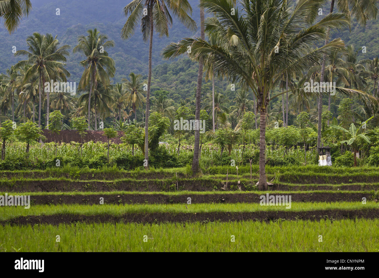 Tapioka Tree Tapioca Tree High Resolution Stock Photography and Images - Alamy