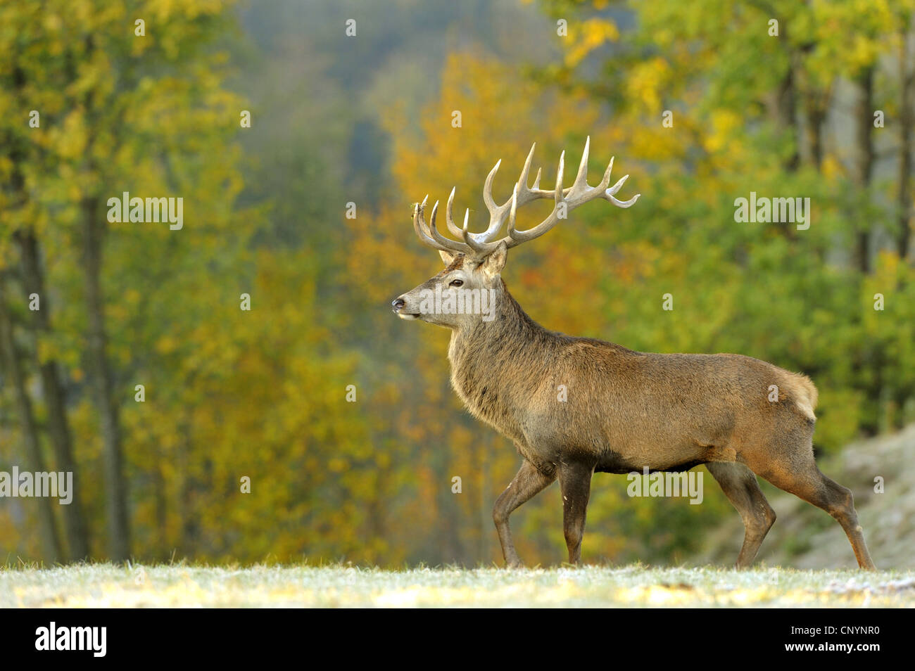 red deer (Cervus elaphus), hart standing in a clearing, Germany, Bavaria Stock Photo
