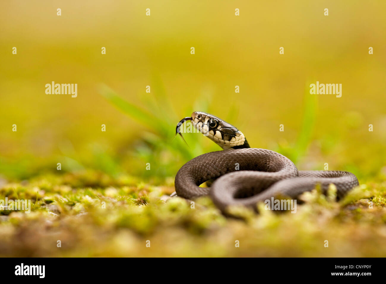 grass snake (Natrix natrix), young Grass Snake flicking, Germany, Rhineland-Palatinate Stock Photo