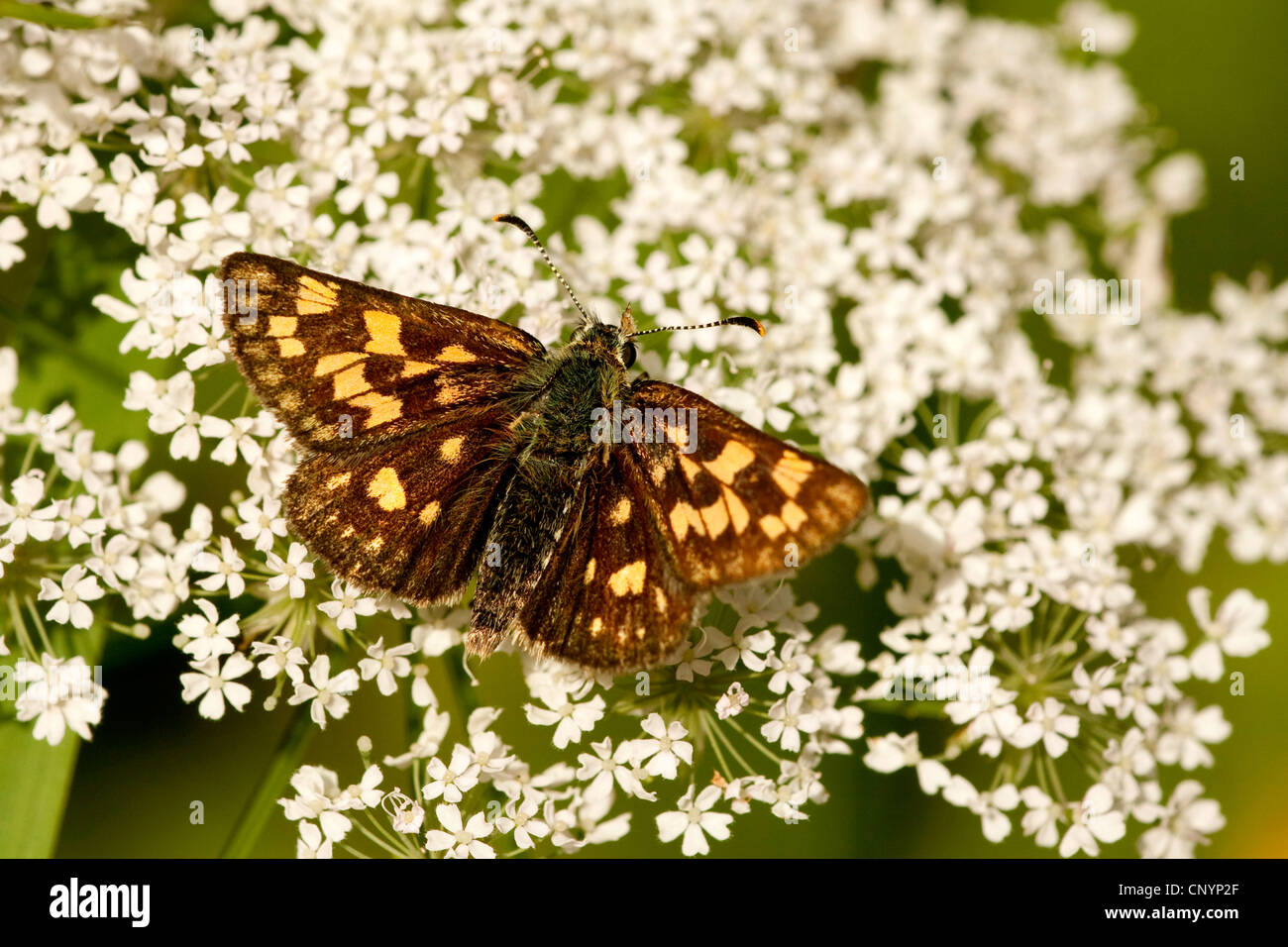 chequered skipper (Carterocephalus palaemon), sitting at a blooming flower , Germany, Rhineland-Palatinate Stock Photo