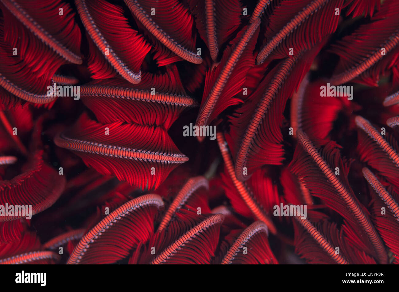 an abstract image of a feather star Stock Photo - Alamy