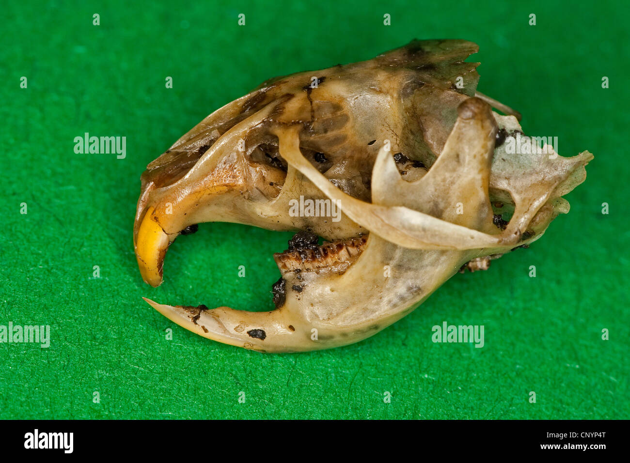 Barn owl (Tyto alba), skull and lower jaw of a mouse, undigested food residue from a pellet Stock Photo